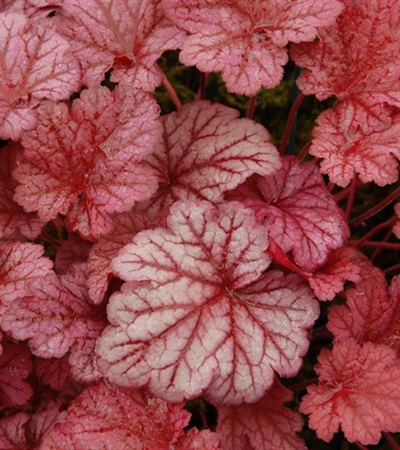 Coral Bells Berry Smoothie
